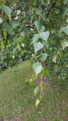 Betula pendula