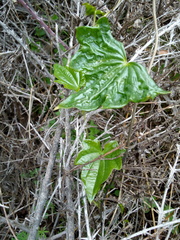 Dioscorea bryoniifolia