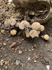 Coprinellus