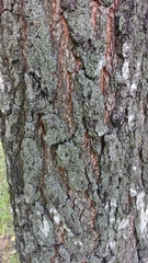 Betula pendula