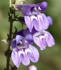 Penstemon leiophyllus leiophyllus