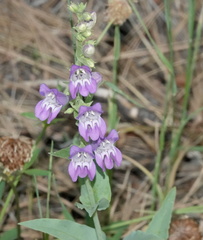 Penstemon leiophyllus leiophyllus