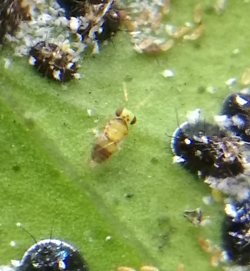 Encarsia perplexa