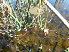 Andromeda polifolia glaucophylla