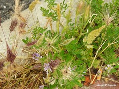 Hordeum murinum leporinum