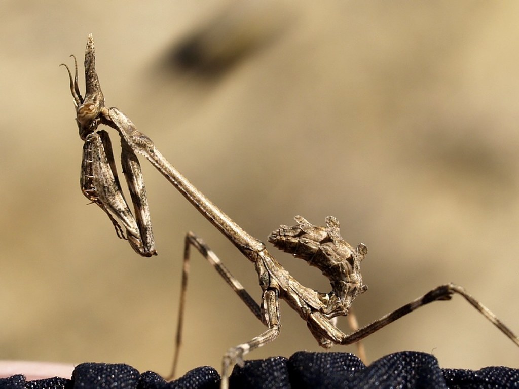 Gargoyle Mantises