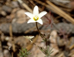 Leptosiphon breviculus