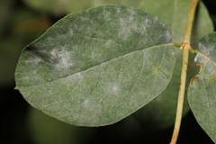 Erysiphe symphoricarpi