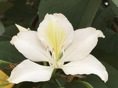 Bauhinia variegata candida