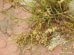 Cerastium brachypetalum