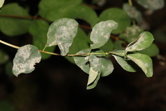 Erysiphe symphoricarpi