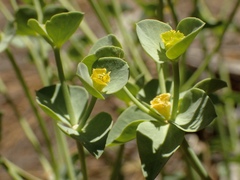 Euphorbia lurida