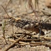 Trimerotropis verruculata suffusa - Photo (c) Alex Bairstow, μερικά δικαιώματα διατηρούνται (CC BY-NC), uploaded by Alex Bairstow