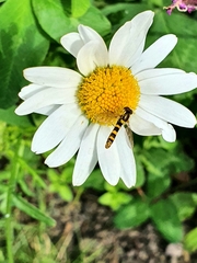 Sphaerophoria scripta