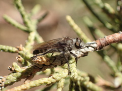 Cyrtopogon