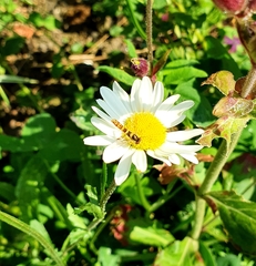 Sphaerophoria scripta