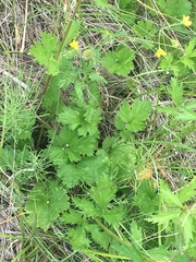 Geum macrophyllum perincisum