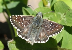 Pyrgus alveus