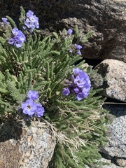 Polemonium eximium