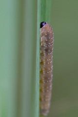 Rhadinoceraea micans