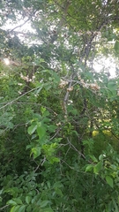 Ulmus pumila