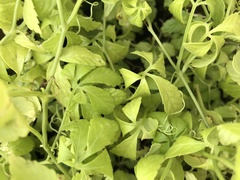 Gynostemma pentaphyllum