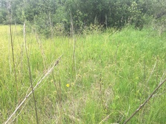 Geum macrophyllum perincisum