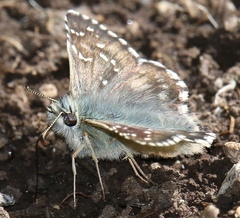 Pyrgus alveus