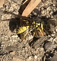 Vespula sulphurea