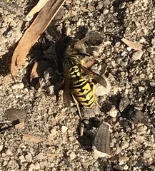 Vespula sulphurea