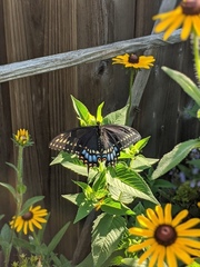 Papilio polyxenes