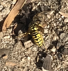 Vespula sulphurea