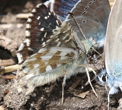 Pyrgus alveus