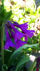 Primula latifolia
