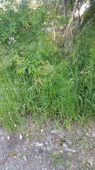 Bromus pumpellianus