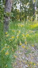 Bromus pumpellianus