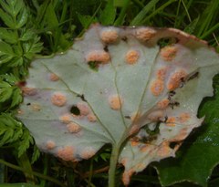 Puccinia poarum
