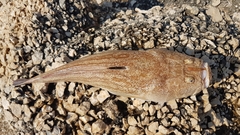 Uranoscopus scaber
