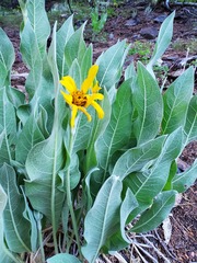 Wyethia mollis
