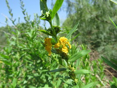 Heimia salicifolia