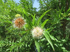 Cephalanthus salicifolius