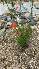 Penstemon pinifolius