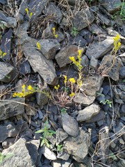 Petrosedum amplexicaule