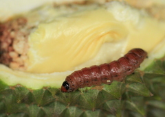 Mudaria luteileprosa