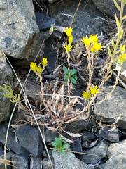 Petrosedum amplexicaule