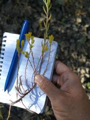 Petrosedum amplexicaule