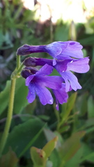 Primula latifolia