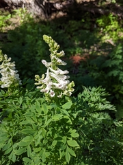 Corydalis caseana brachycarpa