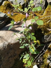 Galeopsis ladanum carpetana