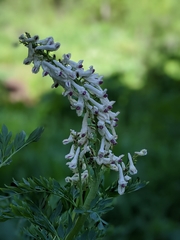 Corydalis caseana brachycarpa